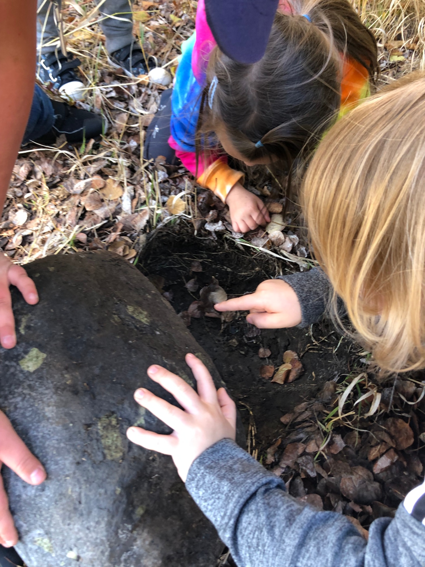 Who s in the garden TMO4L todd routtu