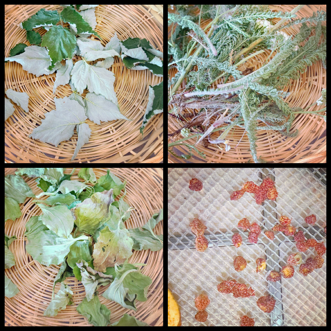 IMG 7429 Dancing Water Sandy